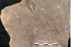 Foto (Detailansicht) von Voltzia heterophylla Brongniart (NHMW-GEO-2024-0188-11129)